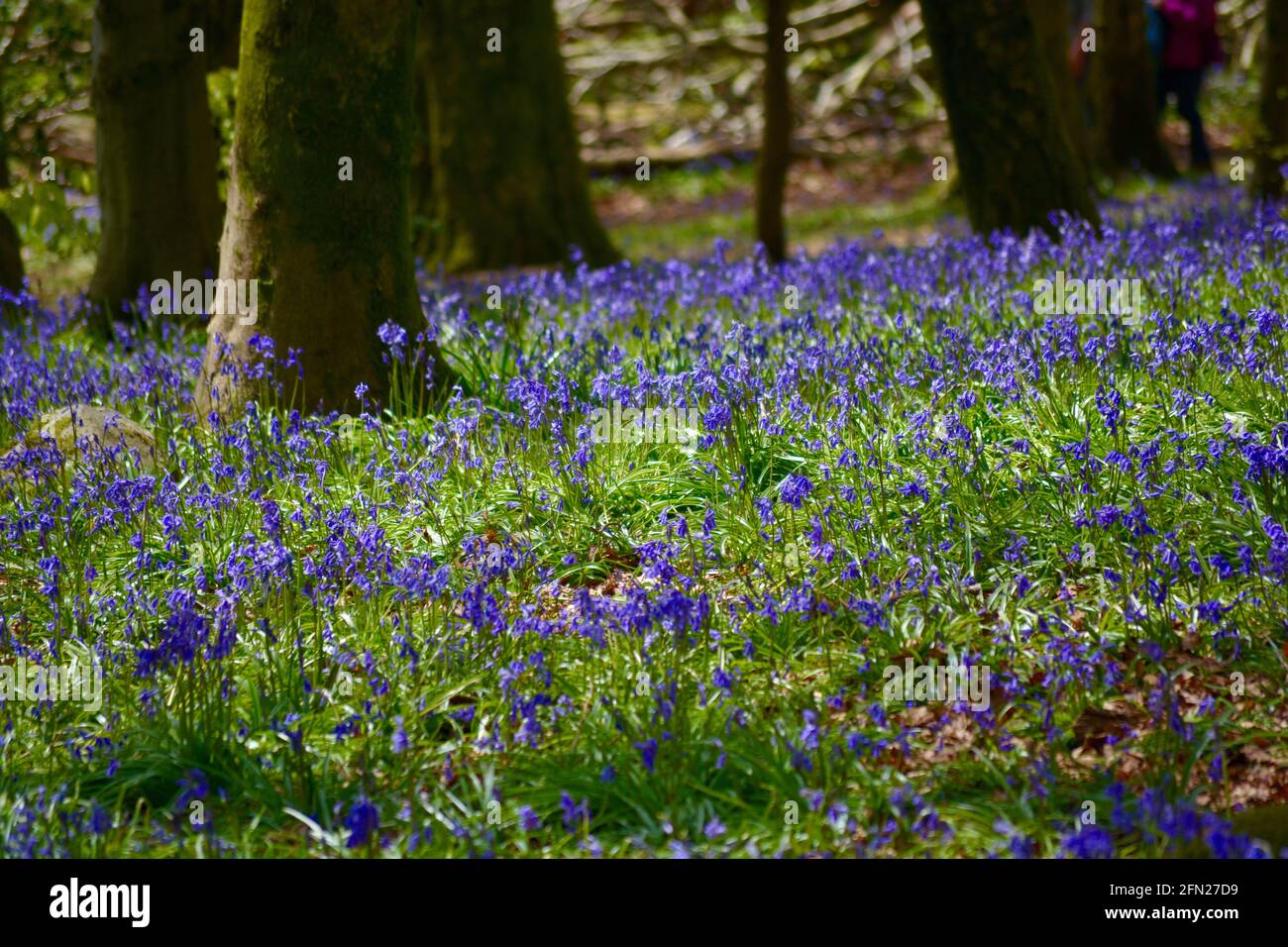 Bluebell woods, the perfect place walk in springtime with a carpet of blue flowers wherever you look. Stock Photo