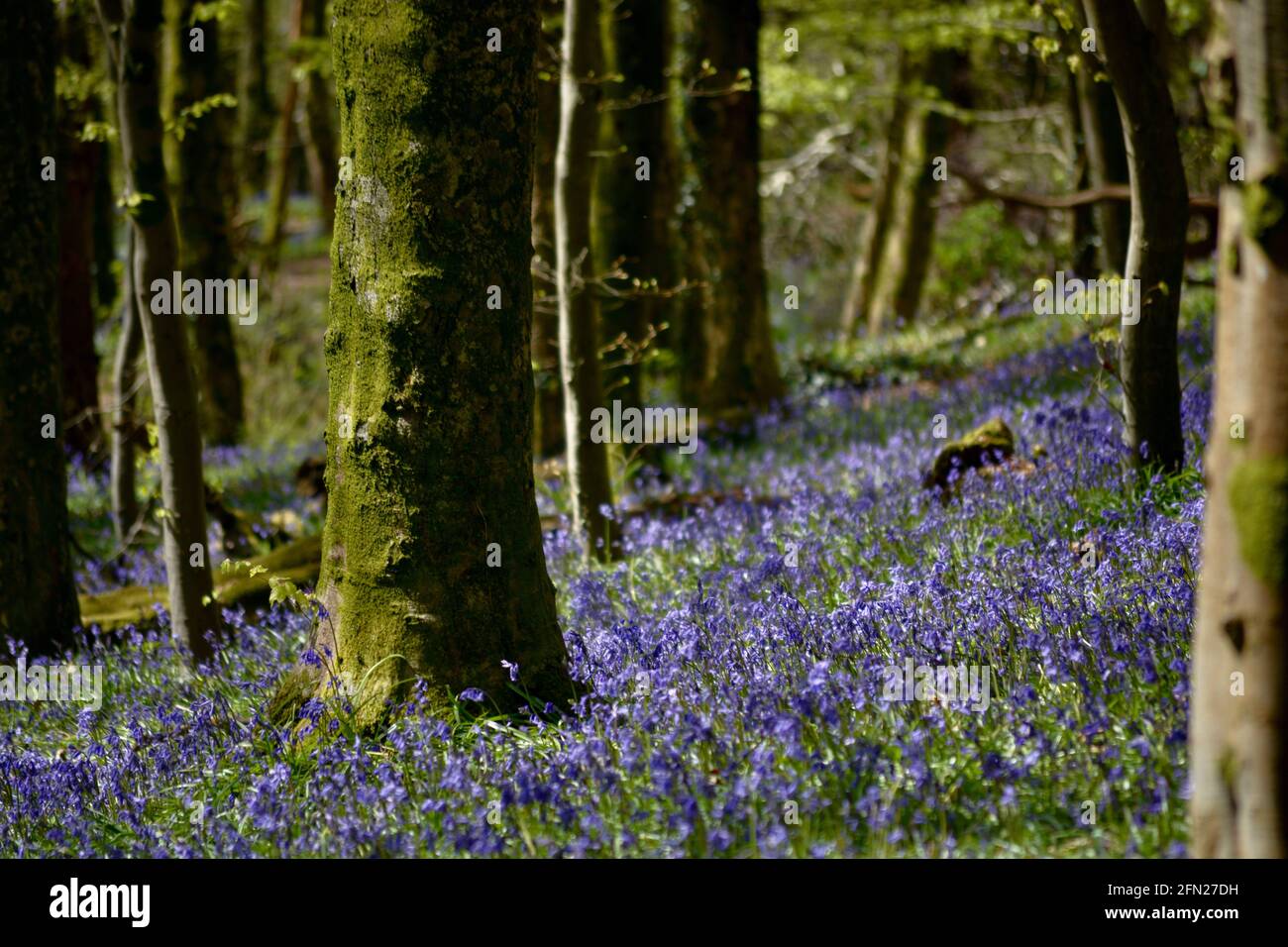Bluebell woods, the perfect place walk in springtime with a carpet of blue flowers wherever you look. Stock Photo