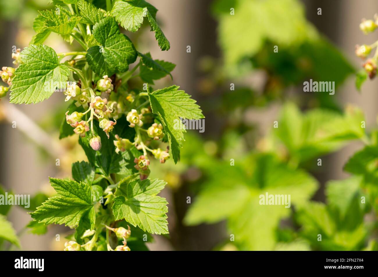 Currant blossom in the garden on a sunny day. Beautiful natural background in spring time Stock Photo