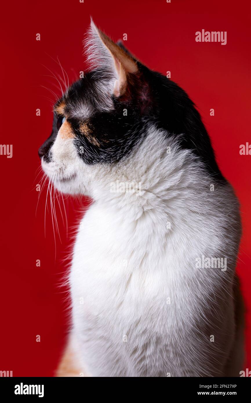 tricolor cat close-up on red background. Stock Photo