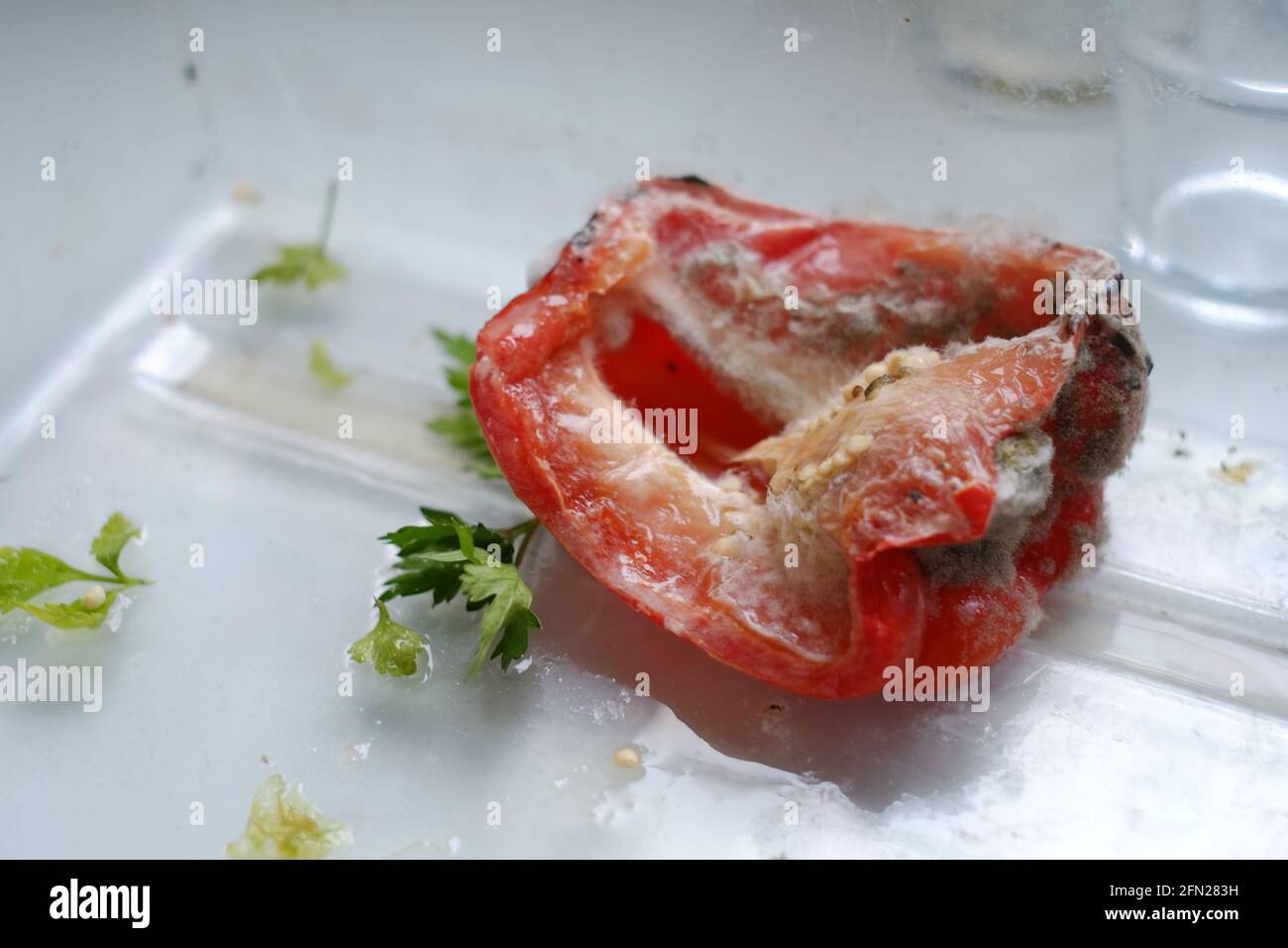 Food waste. Red bell pepper capsicum forgotten and going mouldy in fridge. Stock Photo