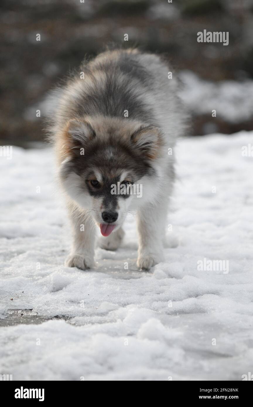 Portrait of a young puppy Finnish Lapphund dog in winter season Stock ...