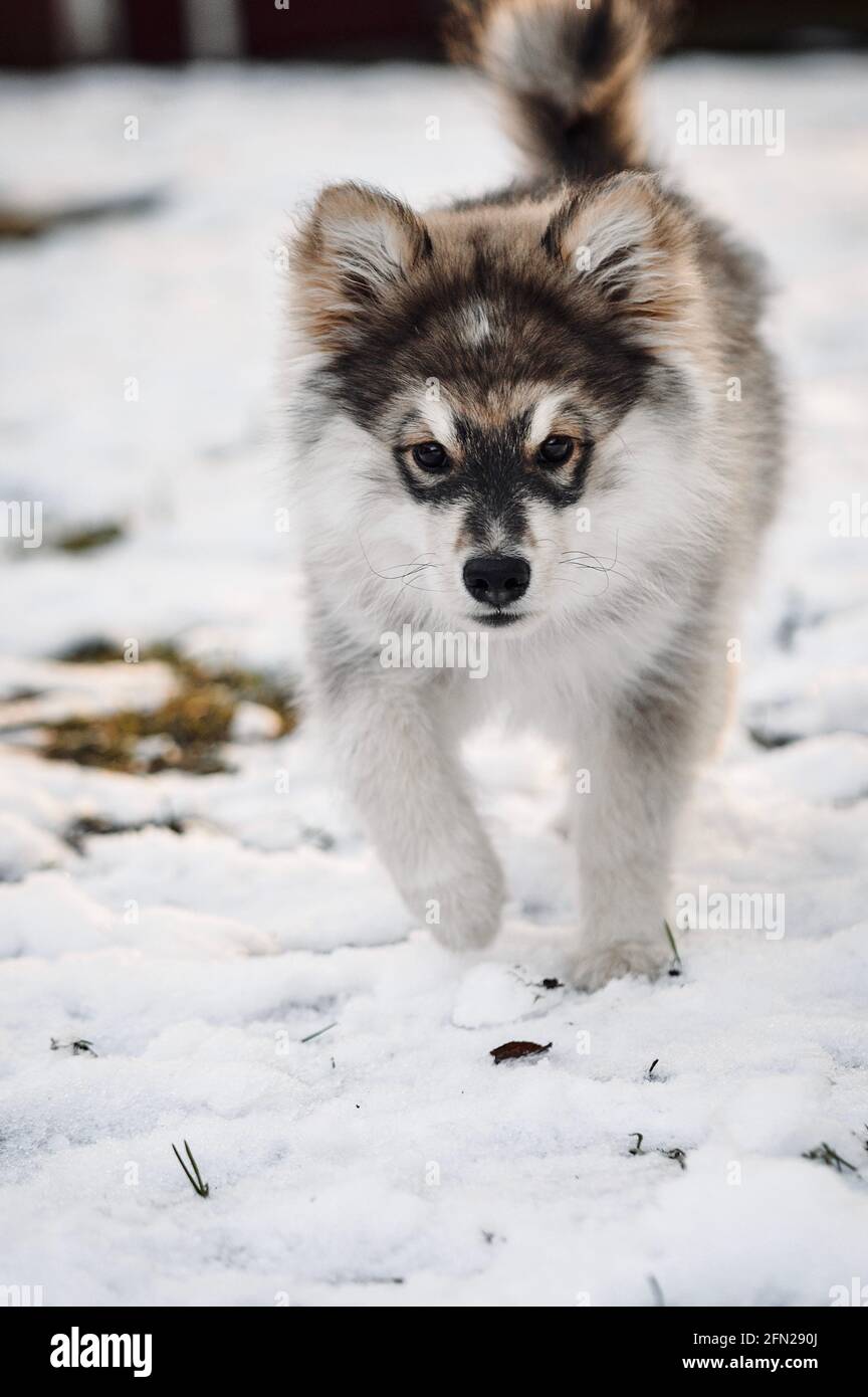Portrait of a young puppy Finnish Lapphund dog in winter season Stock ...