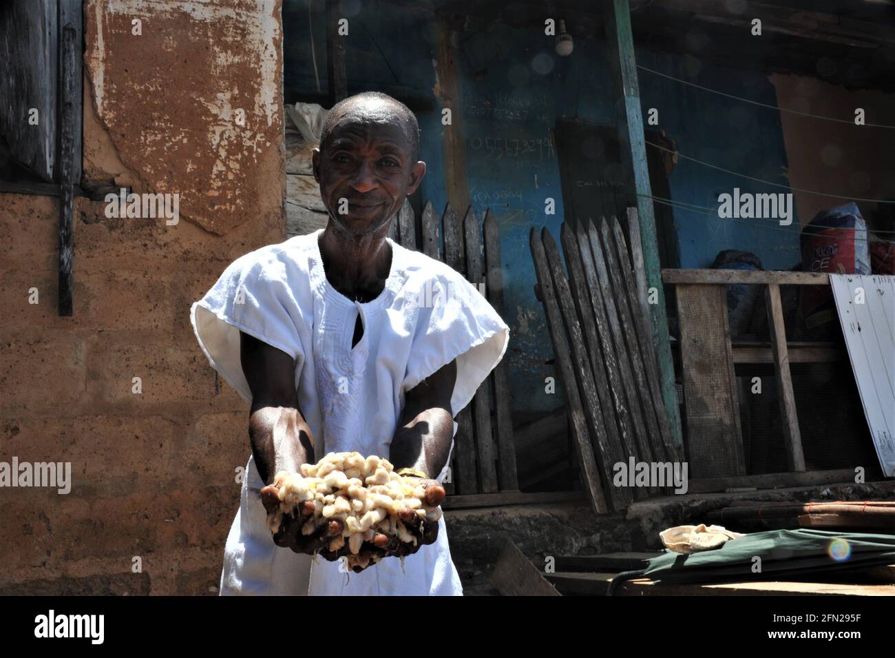 Accra, Ghana. 11th May, 2021. A Ghanaian cocoa farmer shows fresh cocoa
