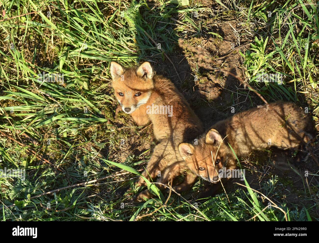 KYIV REGIOM, UKRAINE - MAY 11, 2021 - Two fox cubs warm themselves in the sun, Vyshhorod district, Kyiv Region, central Ukraine Stock Photo