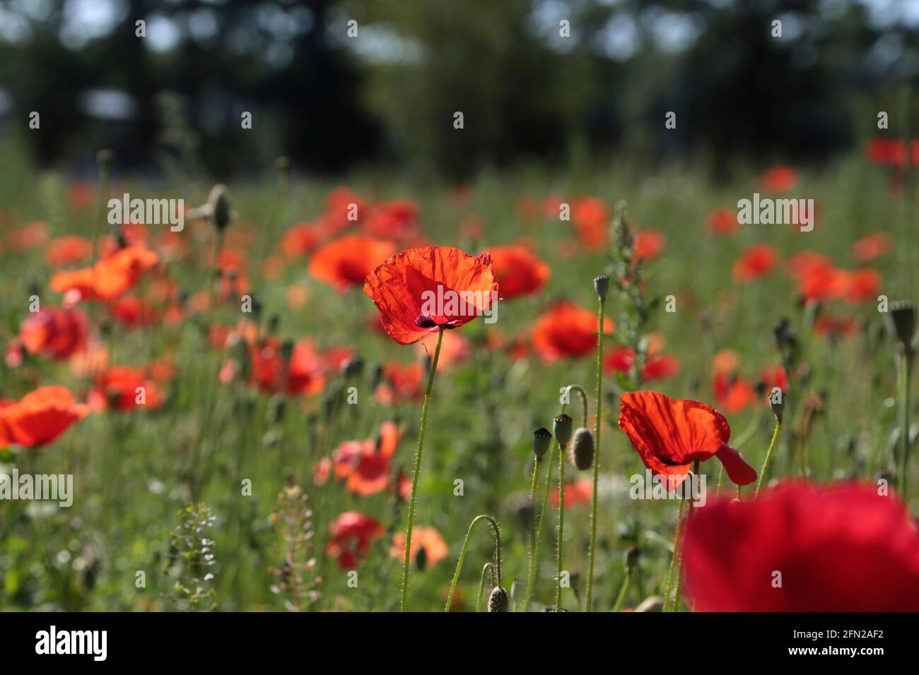 Poppies on summer meadow hi-res stock photography and images - Alamy