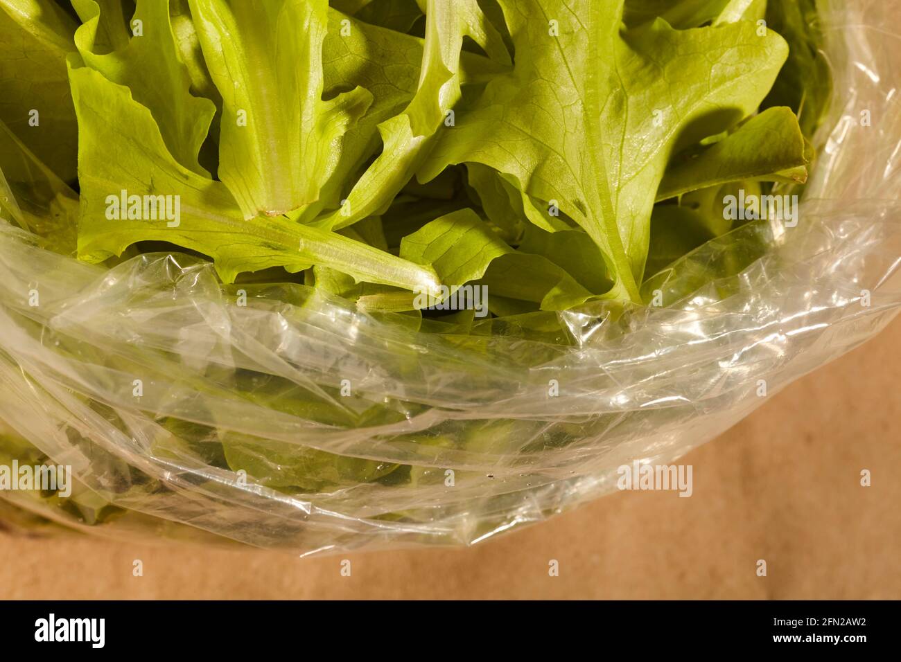 Cut lettuce in a plastic bag, the way it's sold in Amish farm markets in Lancaster County, Pennsylvania. Cut lettuce is an Amish Spring seasonal speci Stock Photo