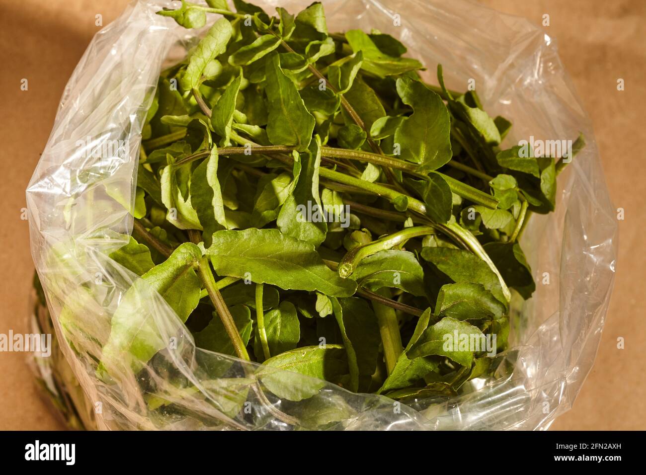 Fresh cut watercress leaves in a plastic bag from a farm market in Lancaster County, Pennsylvania, USA Stock Photo