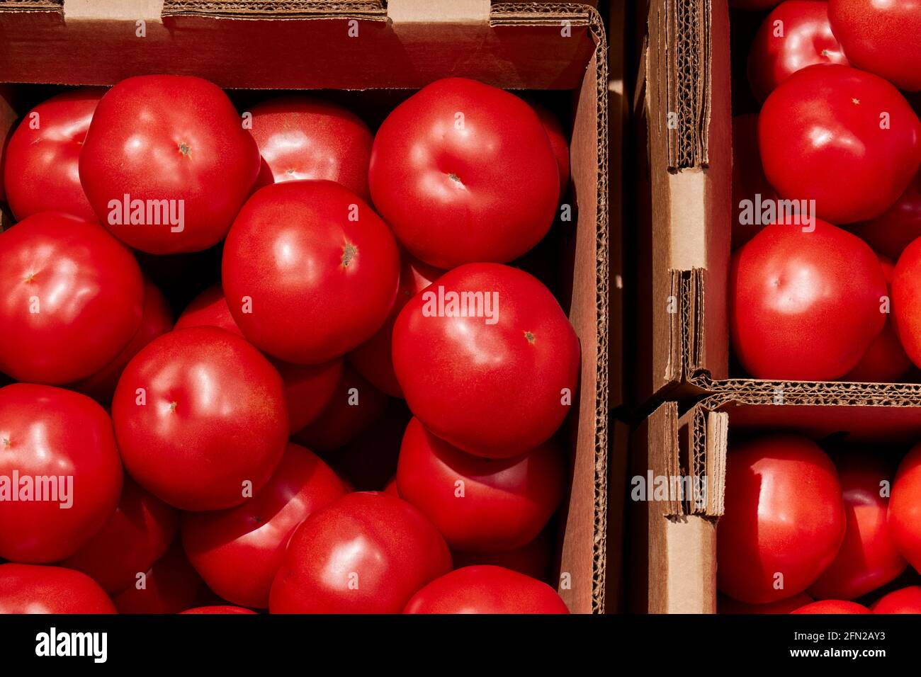 Fresh, ripe tomatoes in cardboard cases at the Leola Produce Auction in Amish Country, Leola, Lancaster County,  Pennsylvania, USA Stock Photo