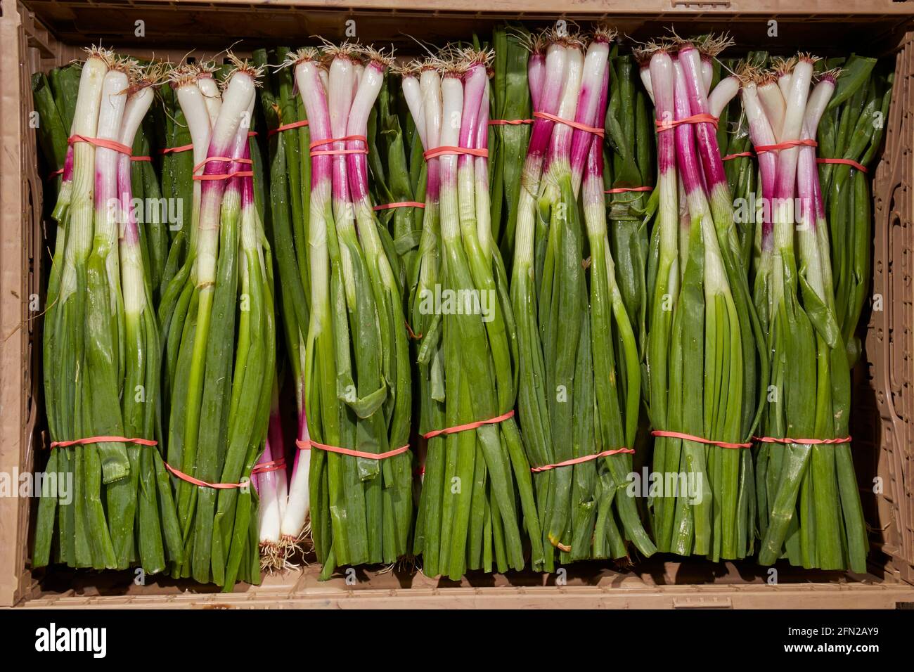 scallions, sometimes called spring onions, or green onions,  in a cardboard box at the Leola Produce Auction in Leola,Amish Country,  Lancaster County Stock Photo