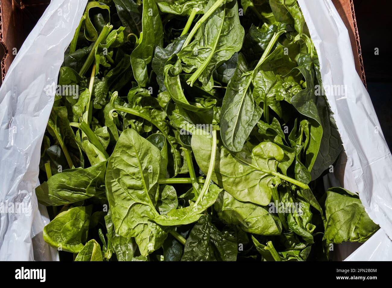 at the Leola Produce Auction in Leola,Amish Country,  Lancaster County, Pennsylvania, USA Stock Photo