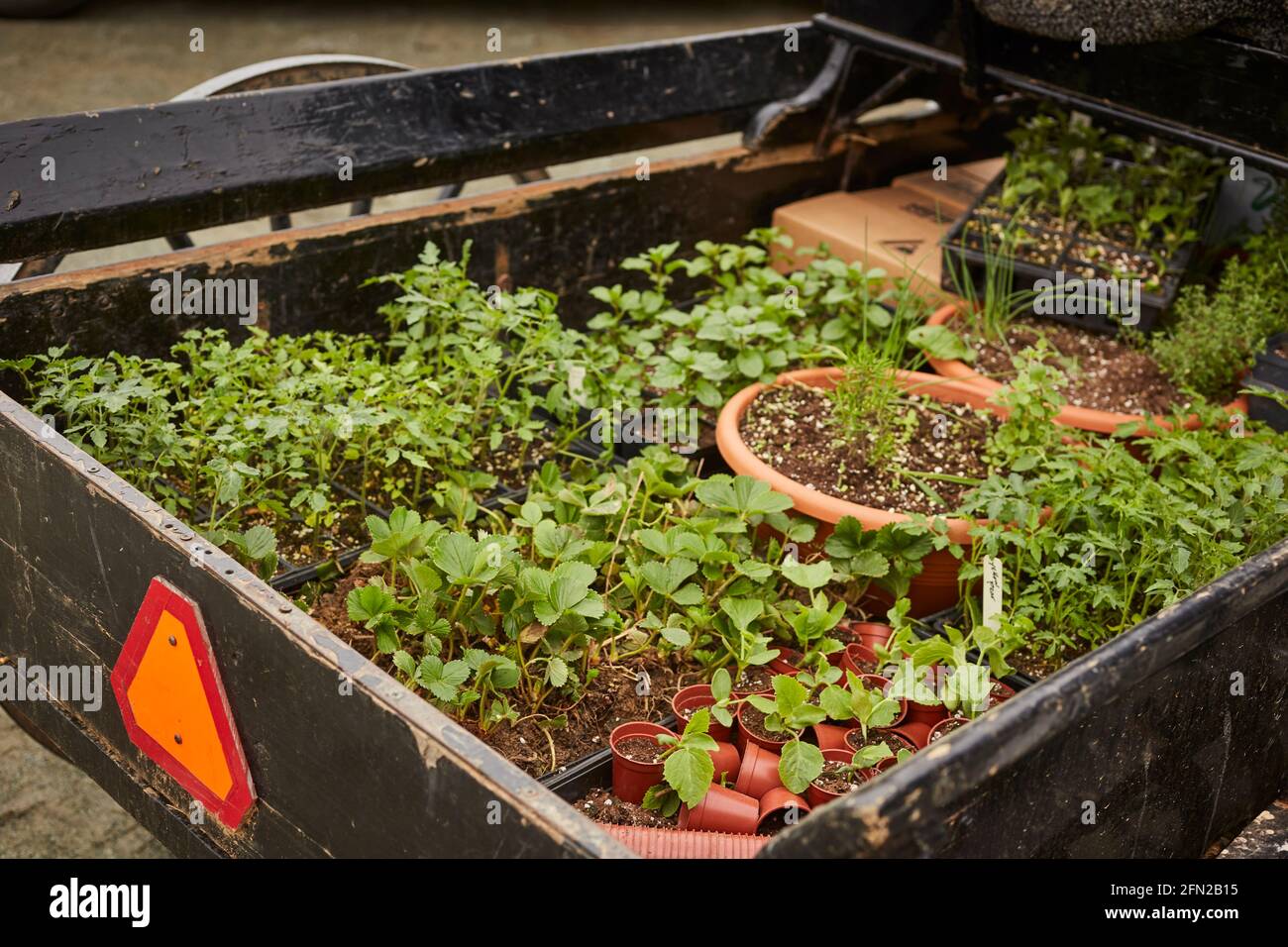 An Amish wagon loaded with plant seedlings at the Oxford Produce Auction in Chester County, Pennsylvania, USA Stock Photo