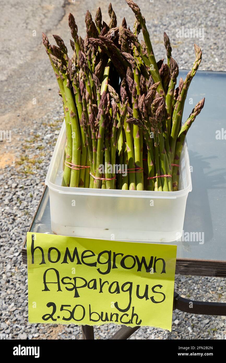 bunches of fresh asparagus for sale at a roadside market in Lancaster, Pennsylvania, USA 'Amish Country.' Stock Photo