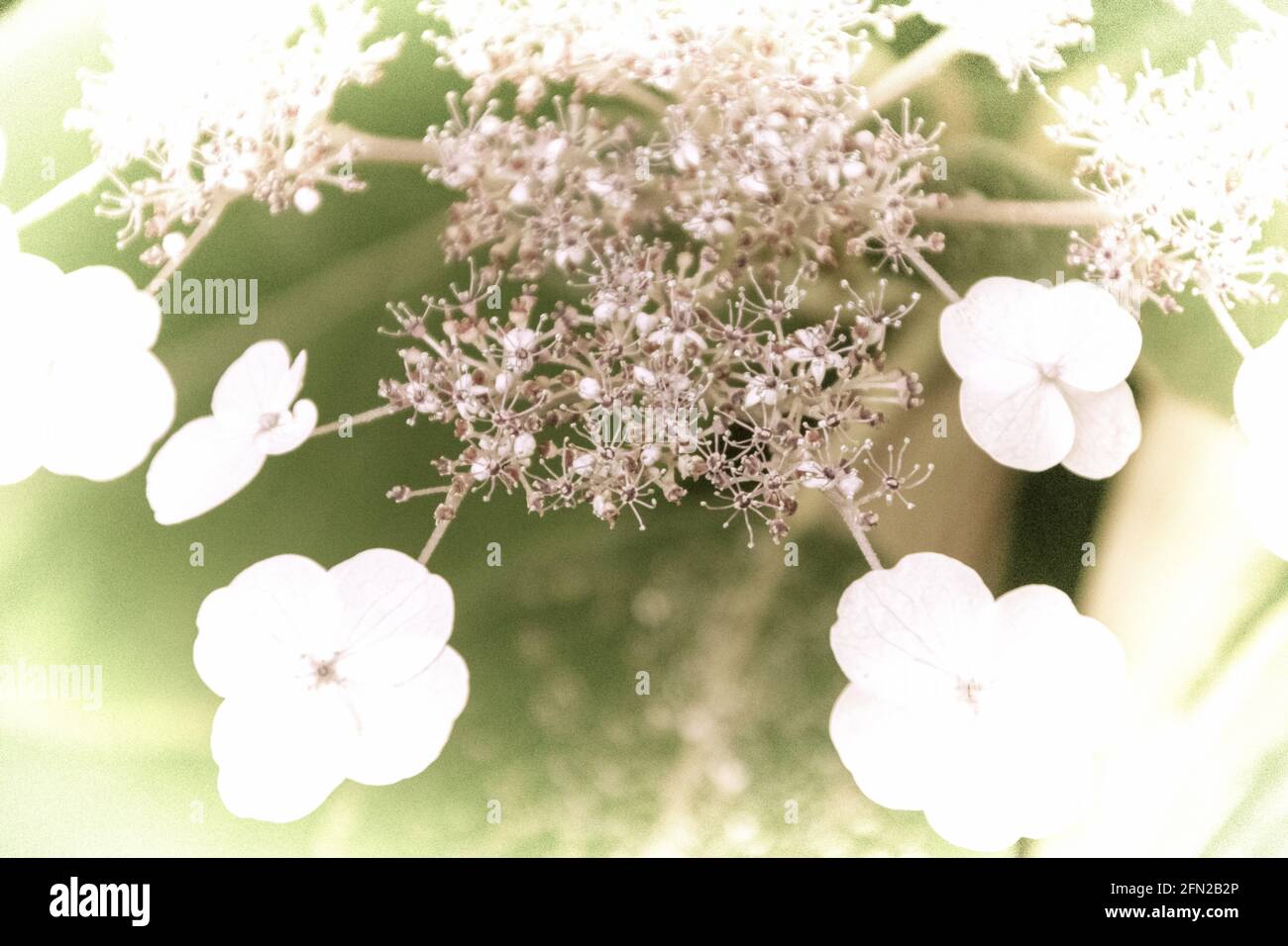 Close up of a beautiful flower in the garden at spring time in old photography style Stock Photo