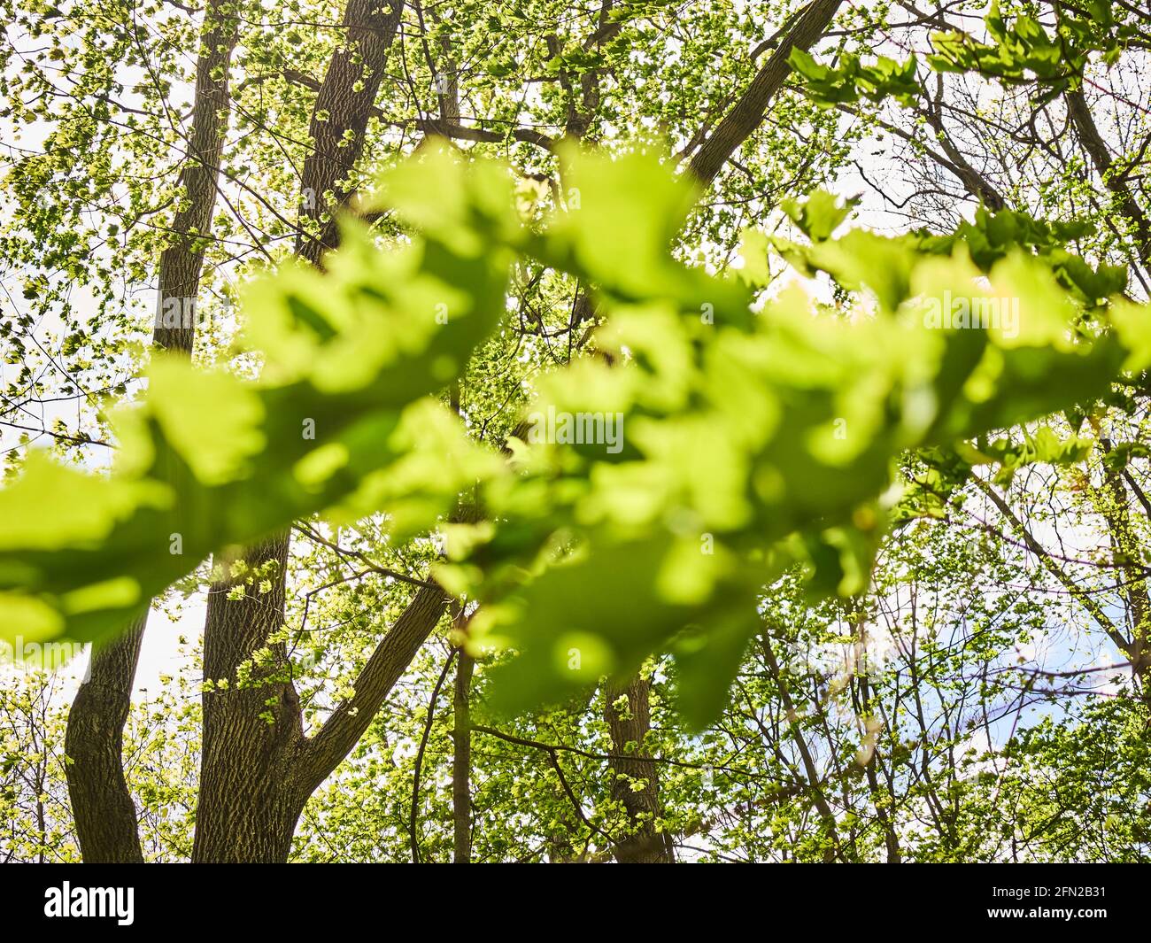 Maple trees in Spring, Lancaster County, Pennsylvania, USA Stock Photo