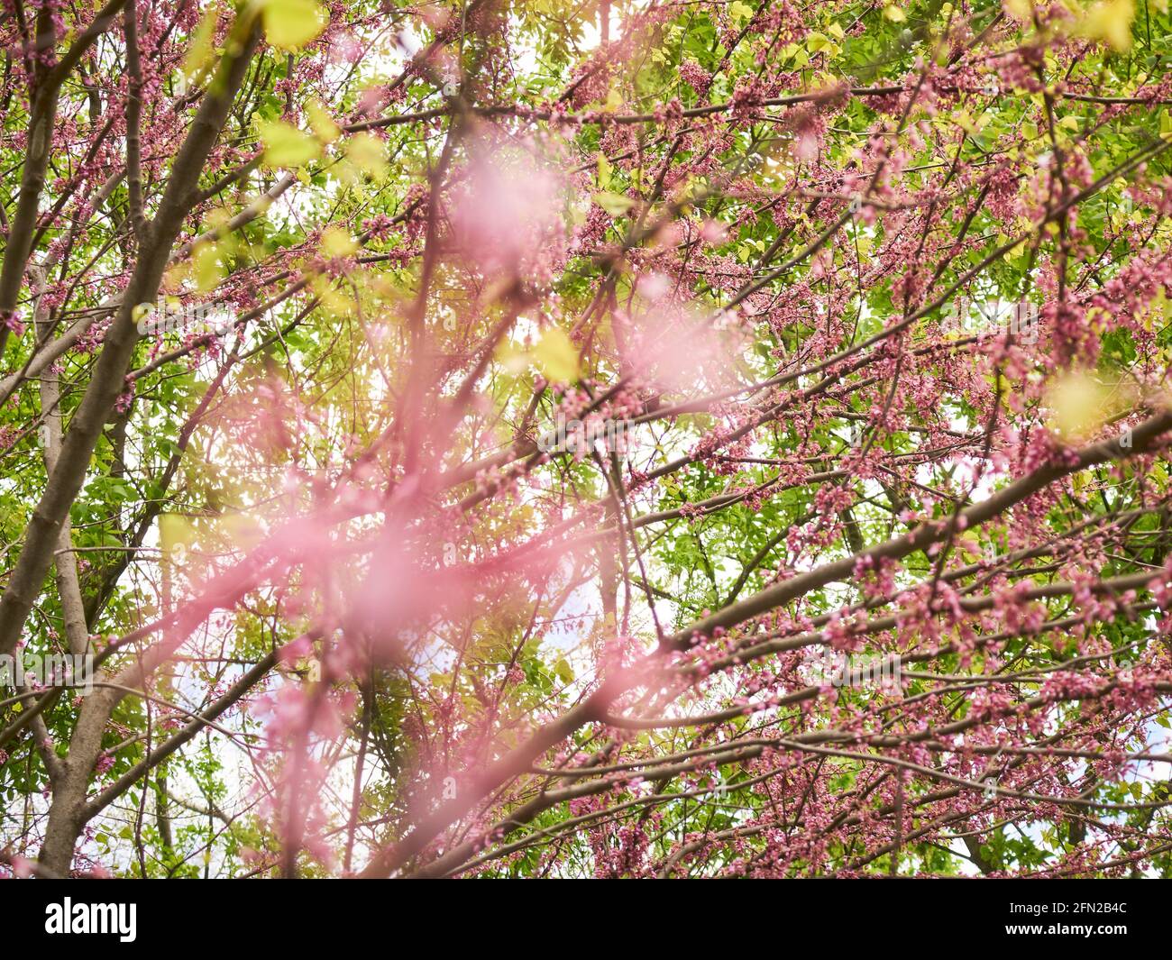 Eastern Redbud branches blossoming in Spring, Lancaster, Pennsylvania, USA Stock Photo