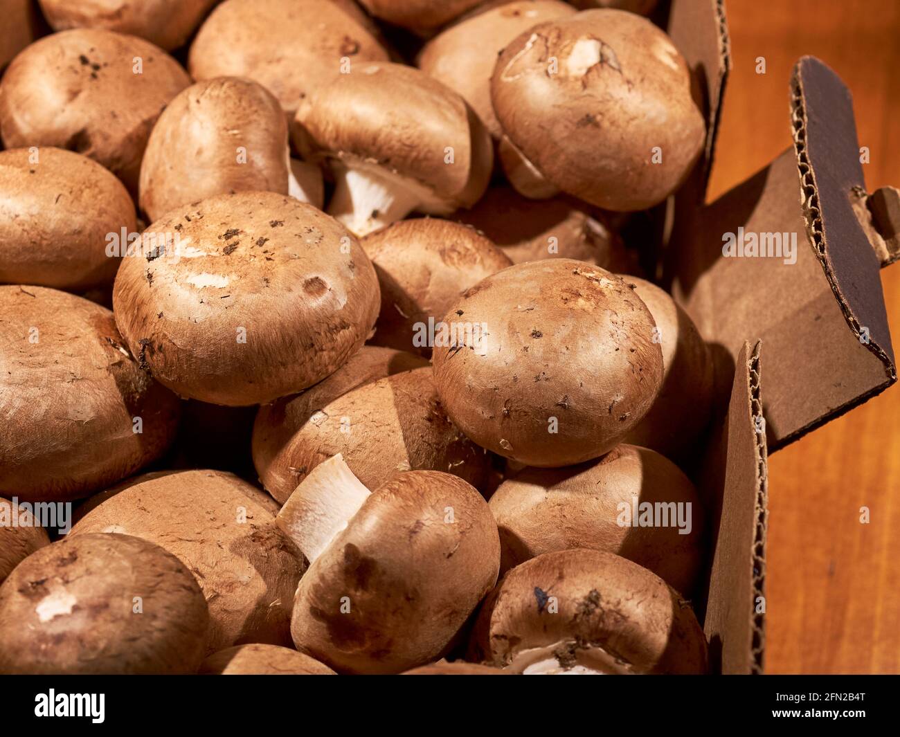 Whole, raw crimini mushrooms grown in Chester County, Pennsylvania, USA. Agaricus bisporus Stock Photo