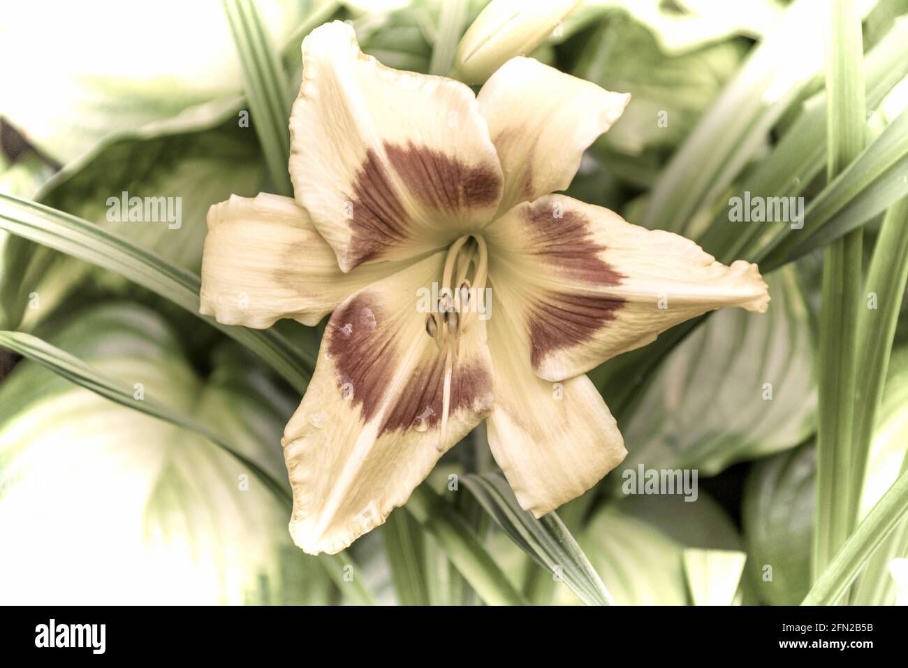 Close up of a beautiful flower in the garden at spring time in old photography style Stock Photo