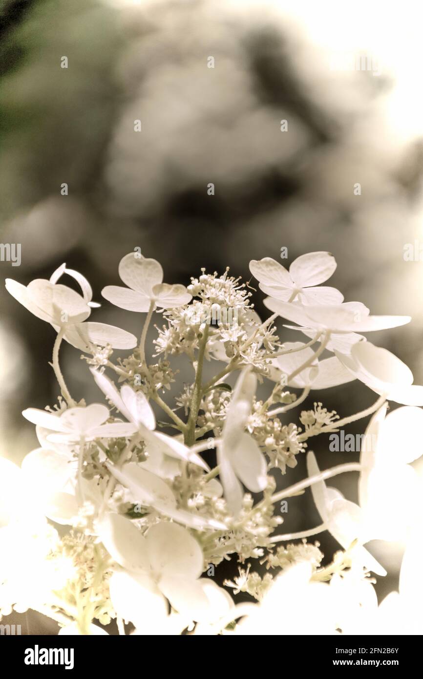 Close up of a beautiful flower in the garden at spring time in old photography style Stock Photo