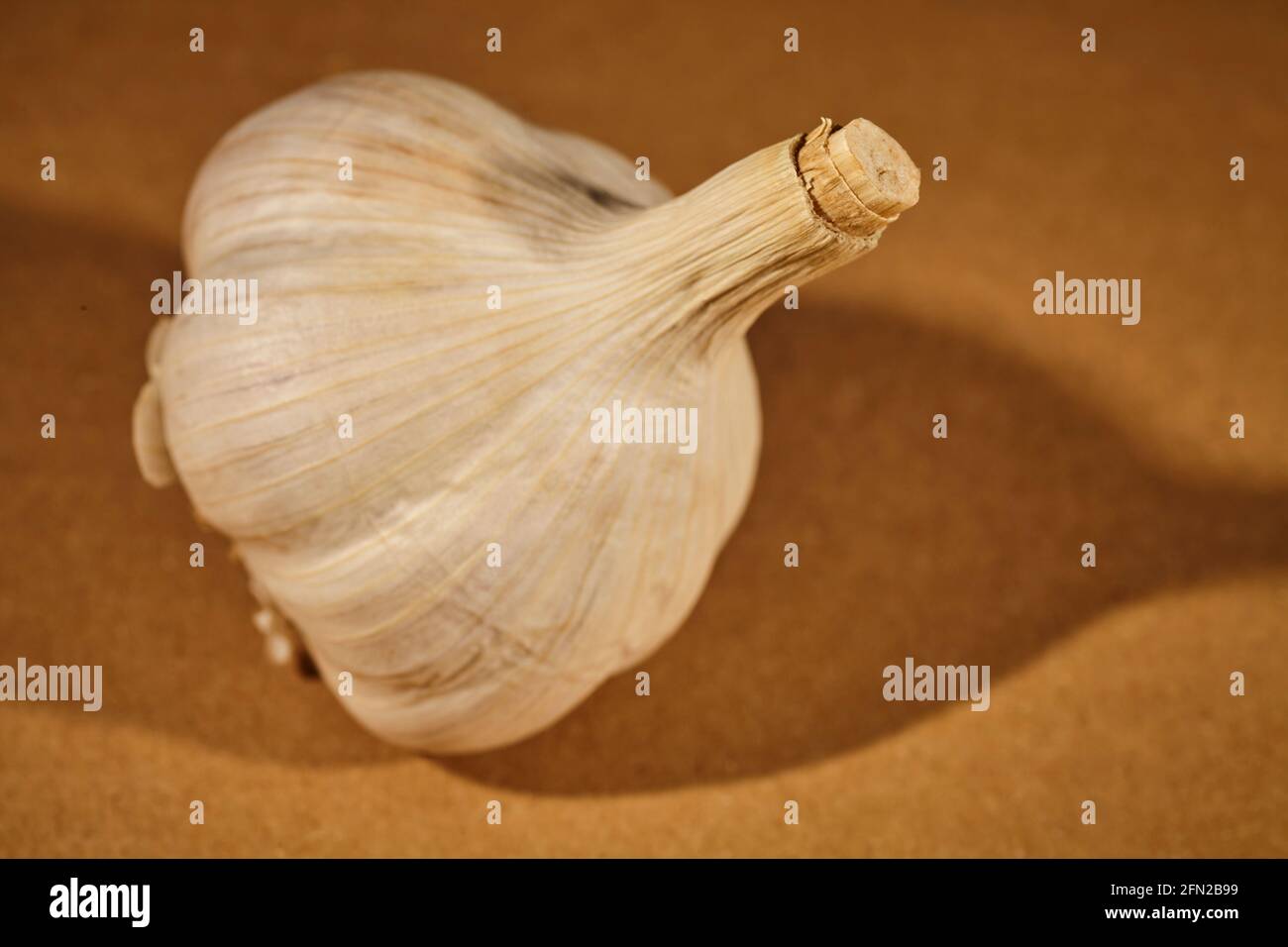 heads of whole raw garlic grown in Chester County, Pennsylvania, USA Stock Photo