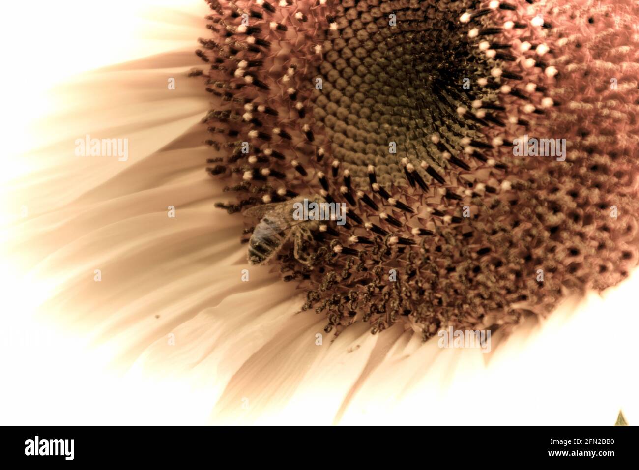 Close up of a beautiful flower in the garden at spring time in old photography style Stock Photo