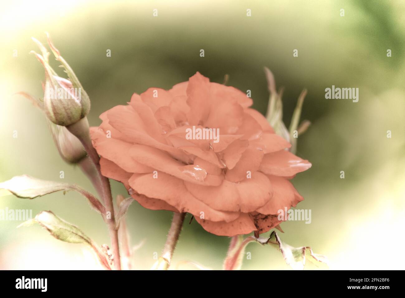 Close up of a beautiful flower in the garden at spring time in old photography style Stock Photo