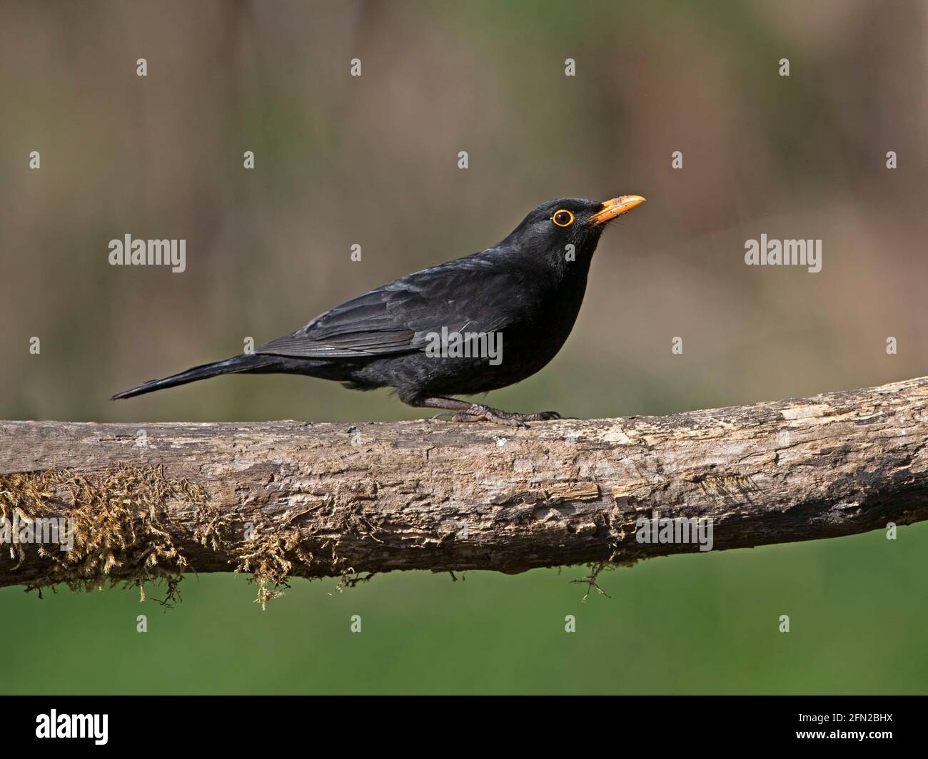 Male common blackbird perched on branch Stock Photo