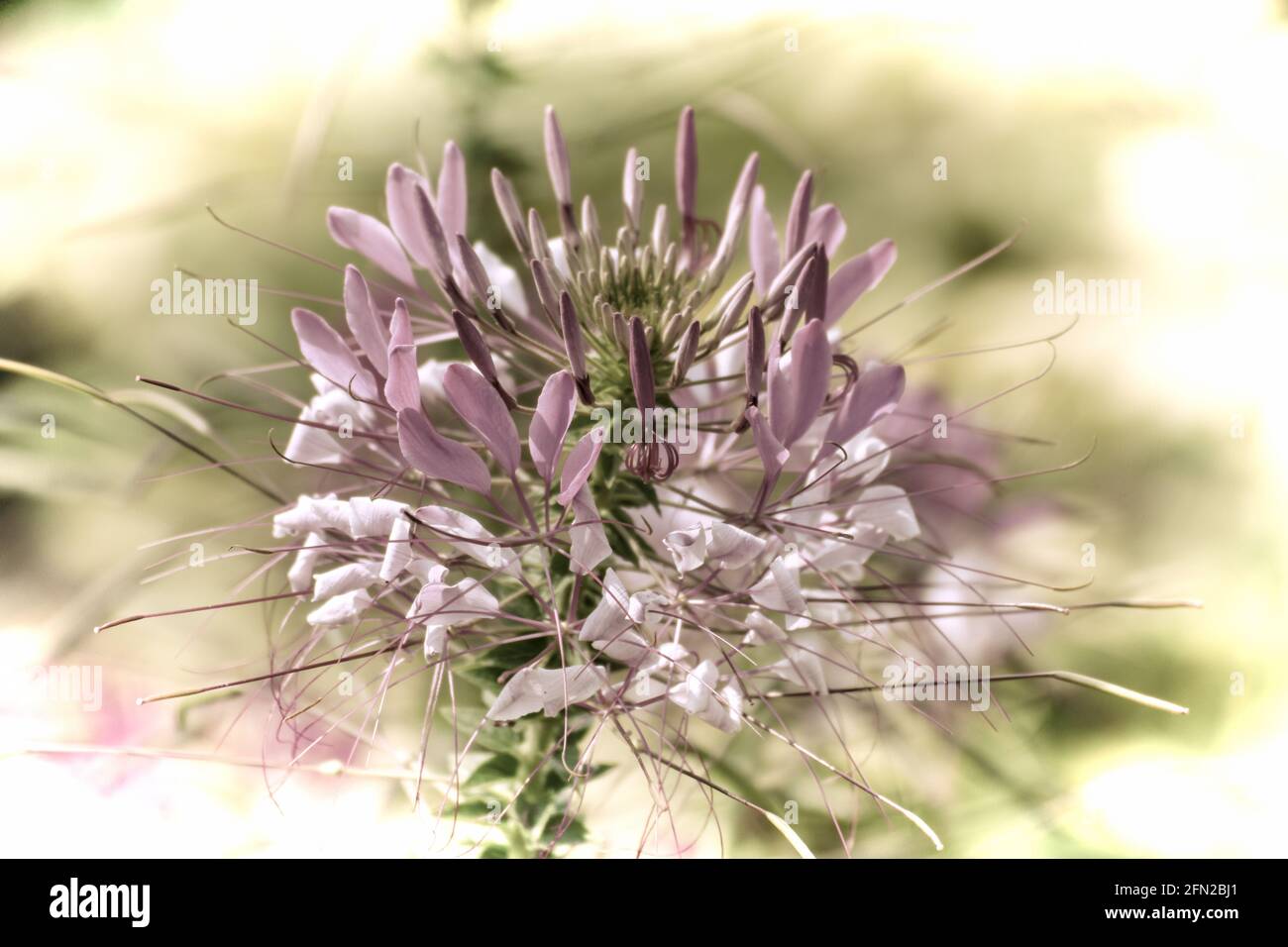 Close up of a beautiful flower in the garden at spring time in old photography style Stock Photo