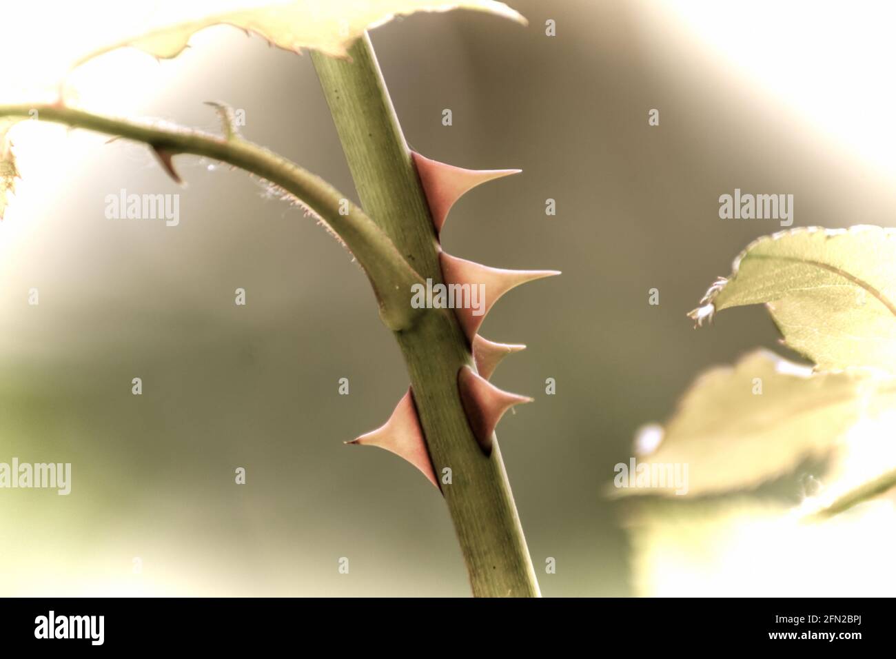 Close up of a beautiful flower in the garden at spring time in old photography style Stock Photo