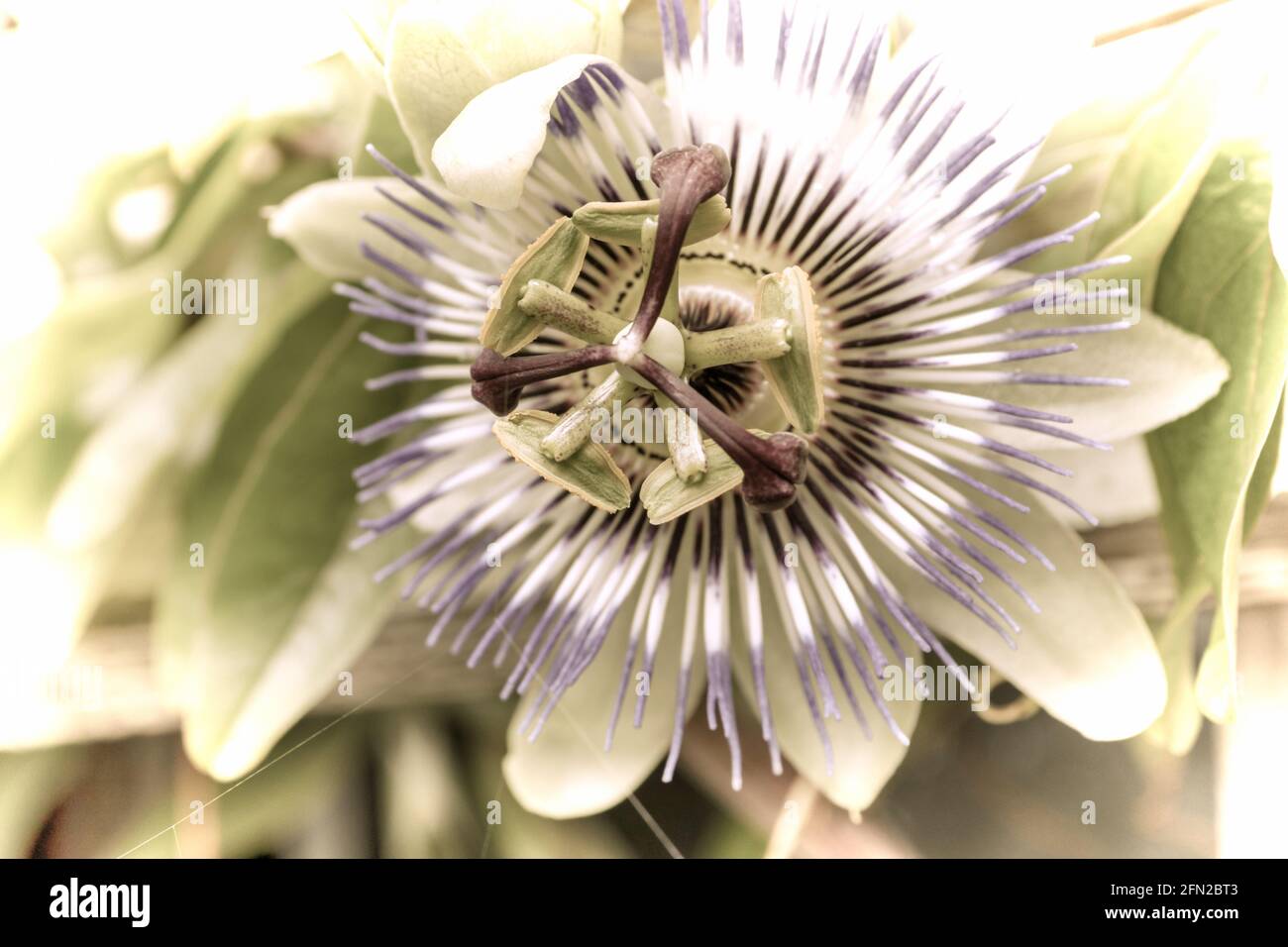 Close up of a beautiful flower in the garden at spring time in old photography style Stock Photo