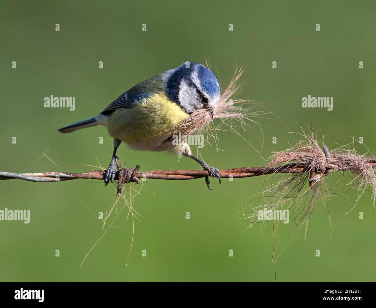 European blue tit gathering horse hair off of barbed wire fence for nest Stock Photo