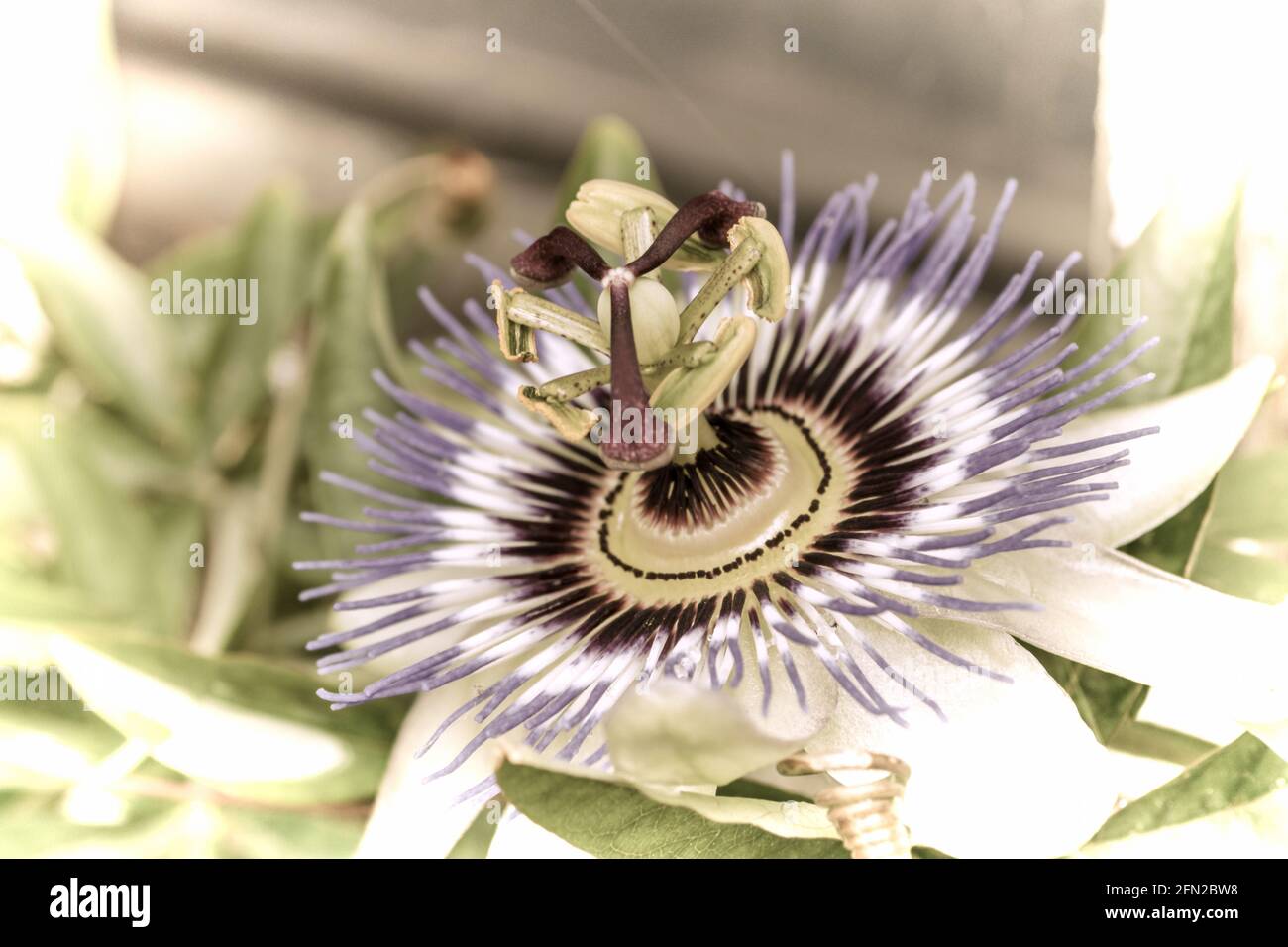 Close up of a beautiful flower in the garden at spring time in old photography style Stock Photo