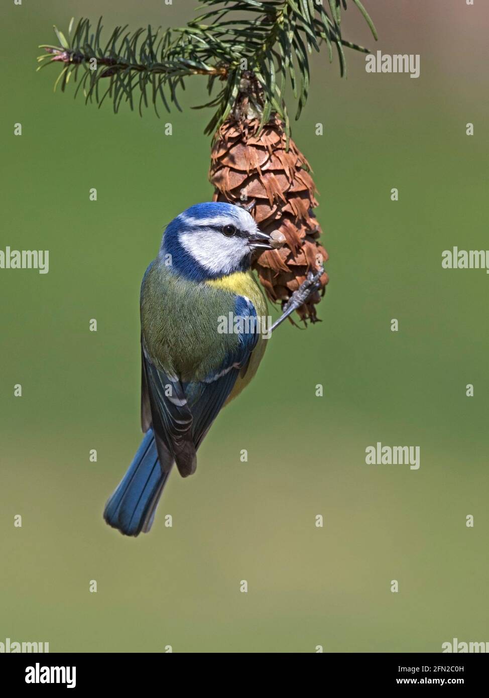 European blue tit feeding on pine cone Stock Photo