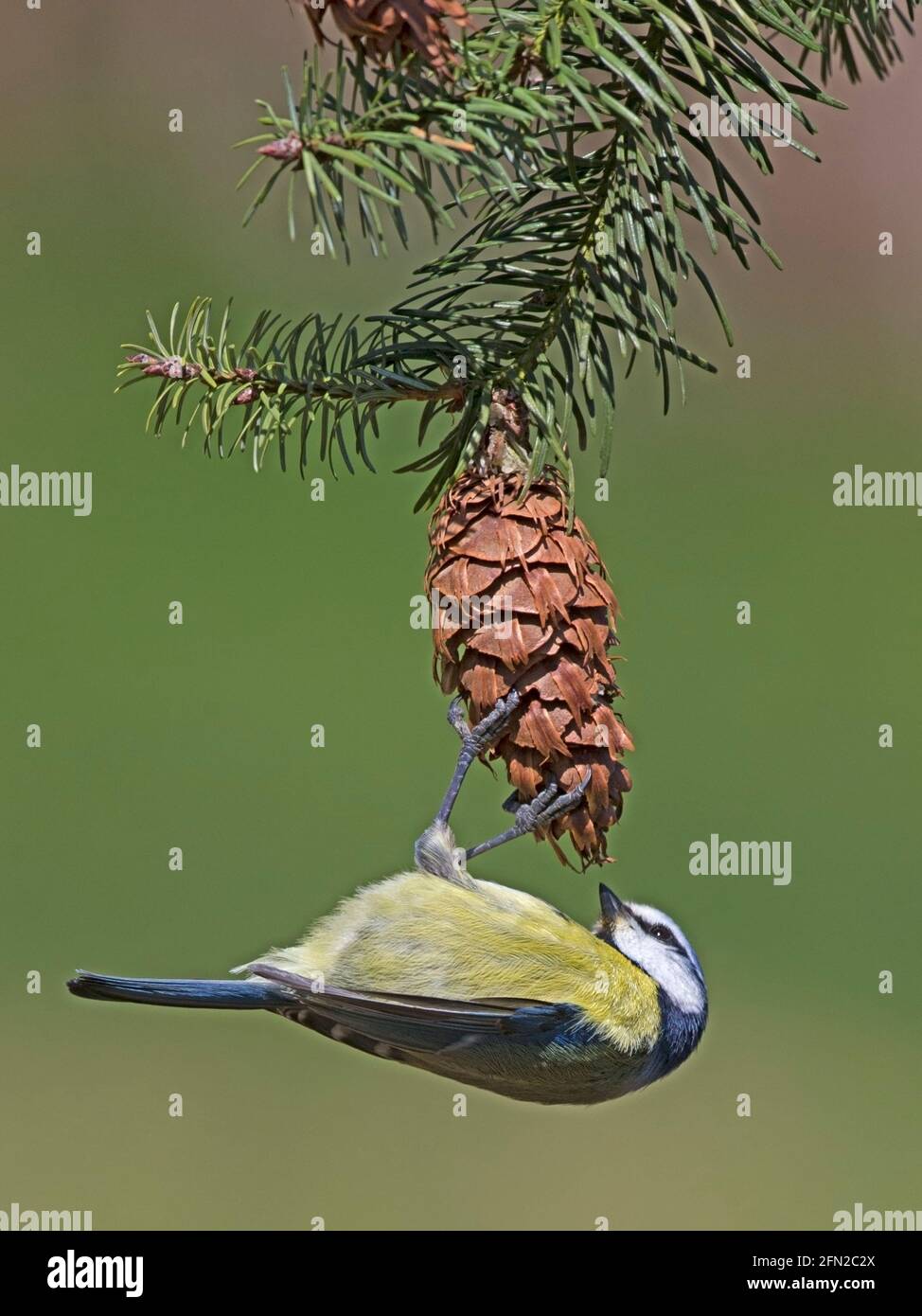 European blue tit feeding on pine cone Stock Photo