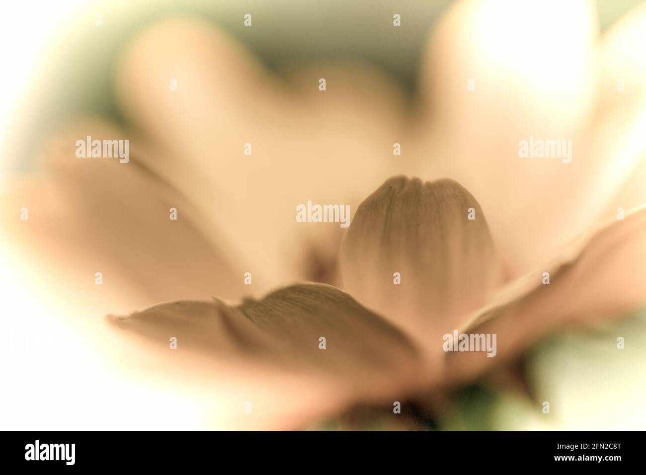 Close up of a beautiful flower in the garden at spring time in old photography style Stock Photo