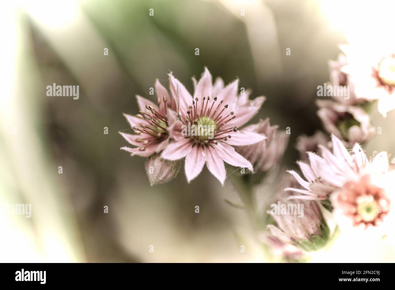 Close up of a beautiful flower in the garden at spring time in old photography style Stock Photo