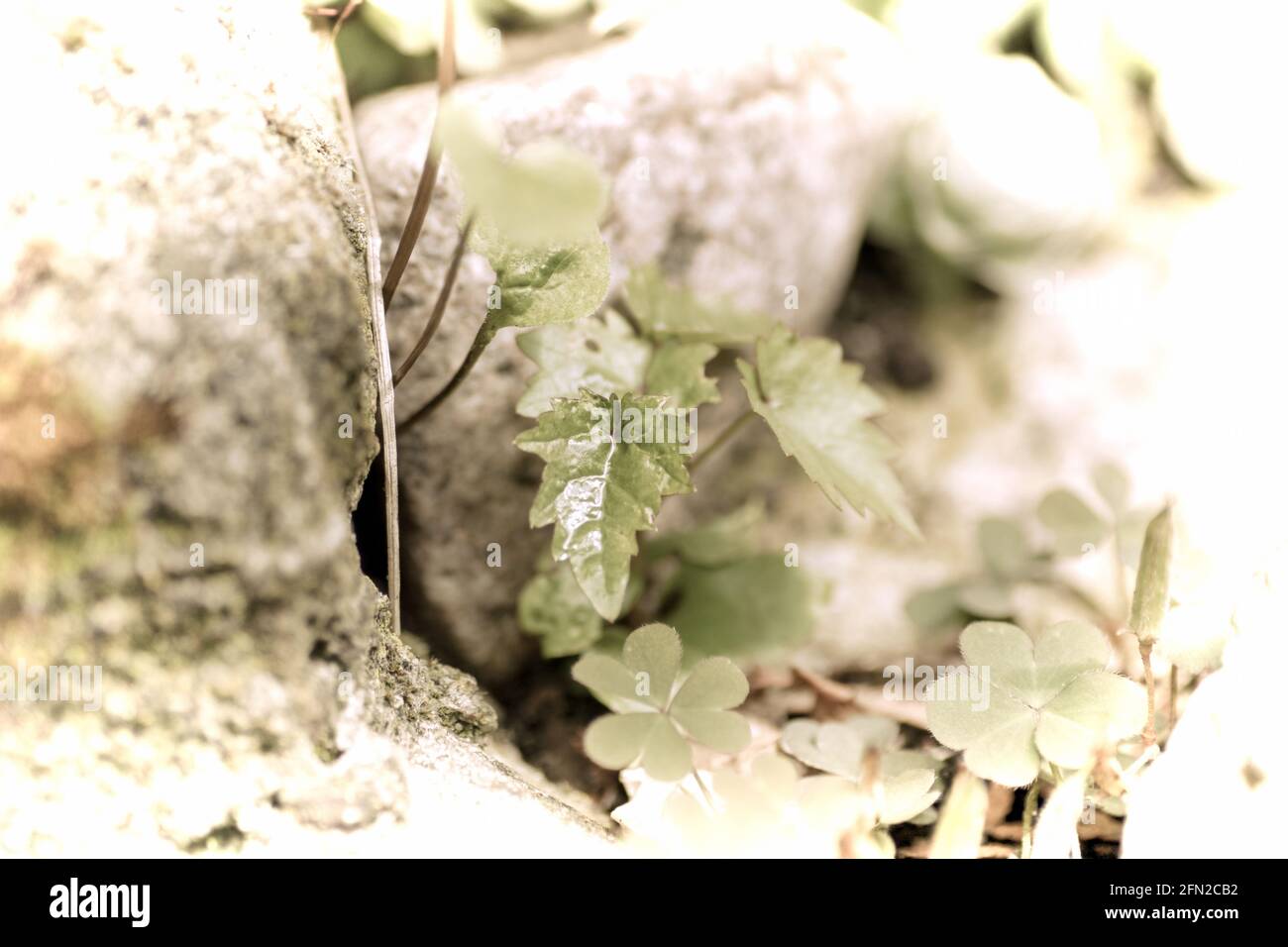 Close up of a beautiful flower in the garden at spring time in old photography style Stock Photo