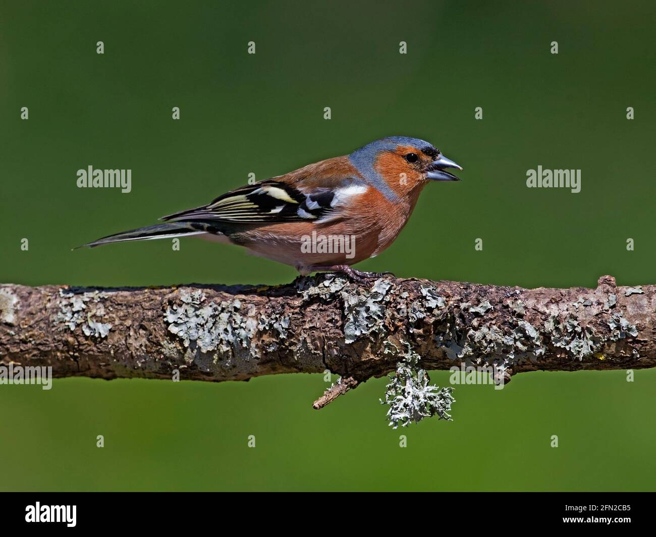 Male chaffinch perched on branch Stock Photo