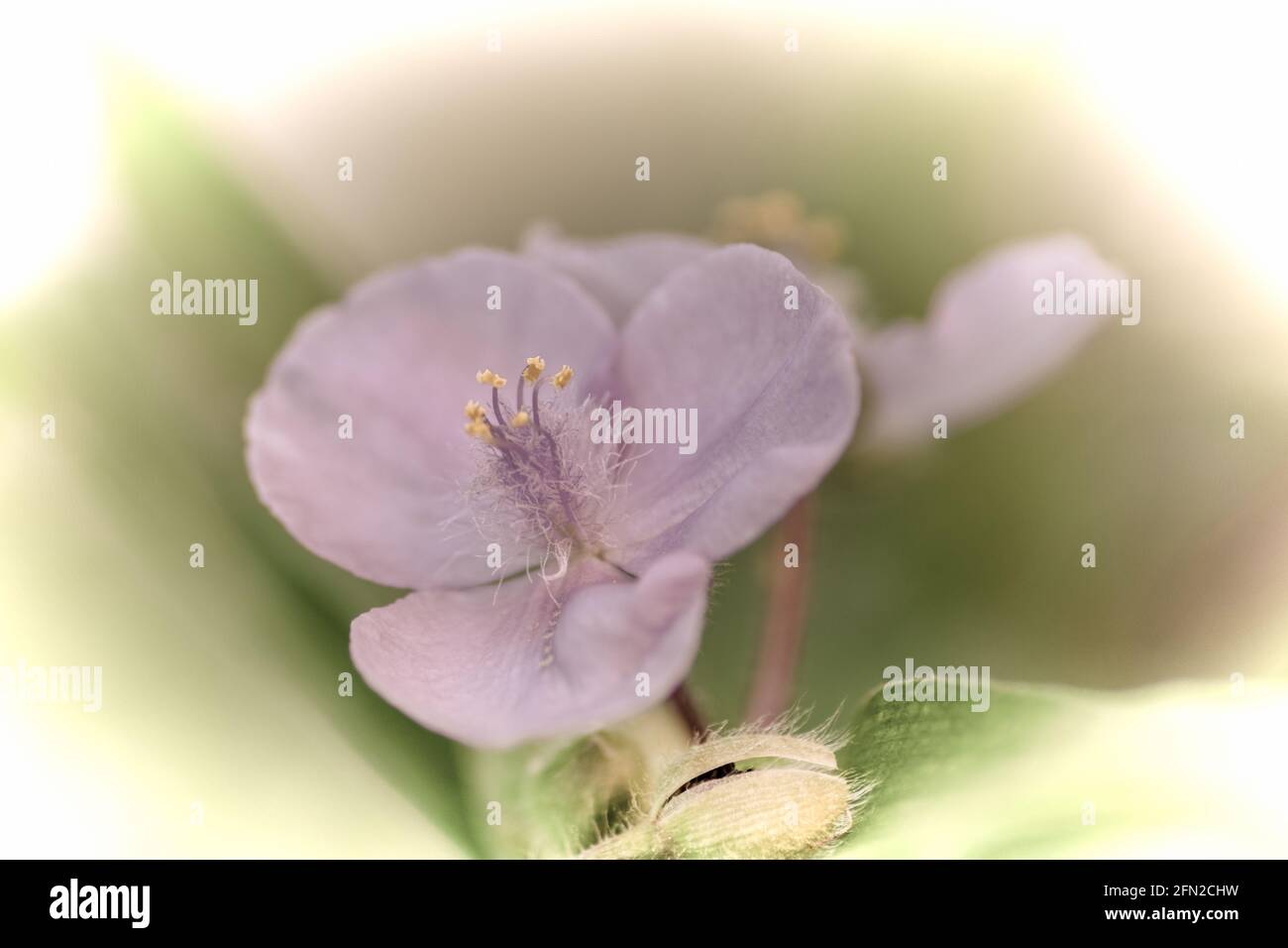 Close up of a beautiful flower in the garden at spring time in old photography style Stock Photo