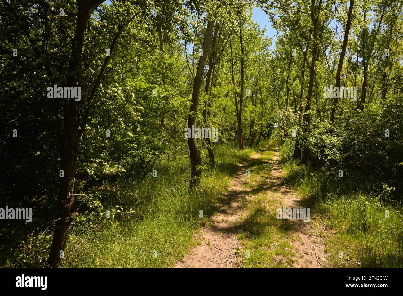 Path forest sun spring hi-res stock photography and images - Alamy