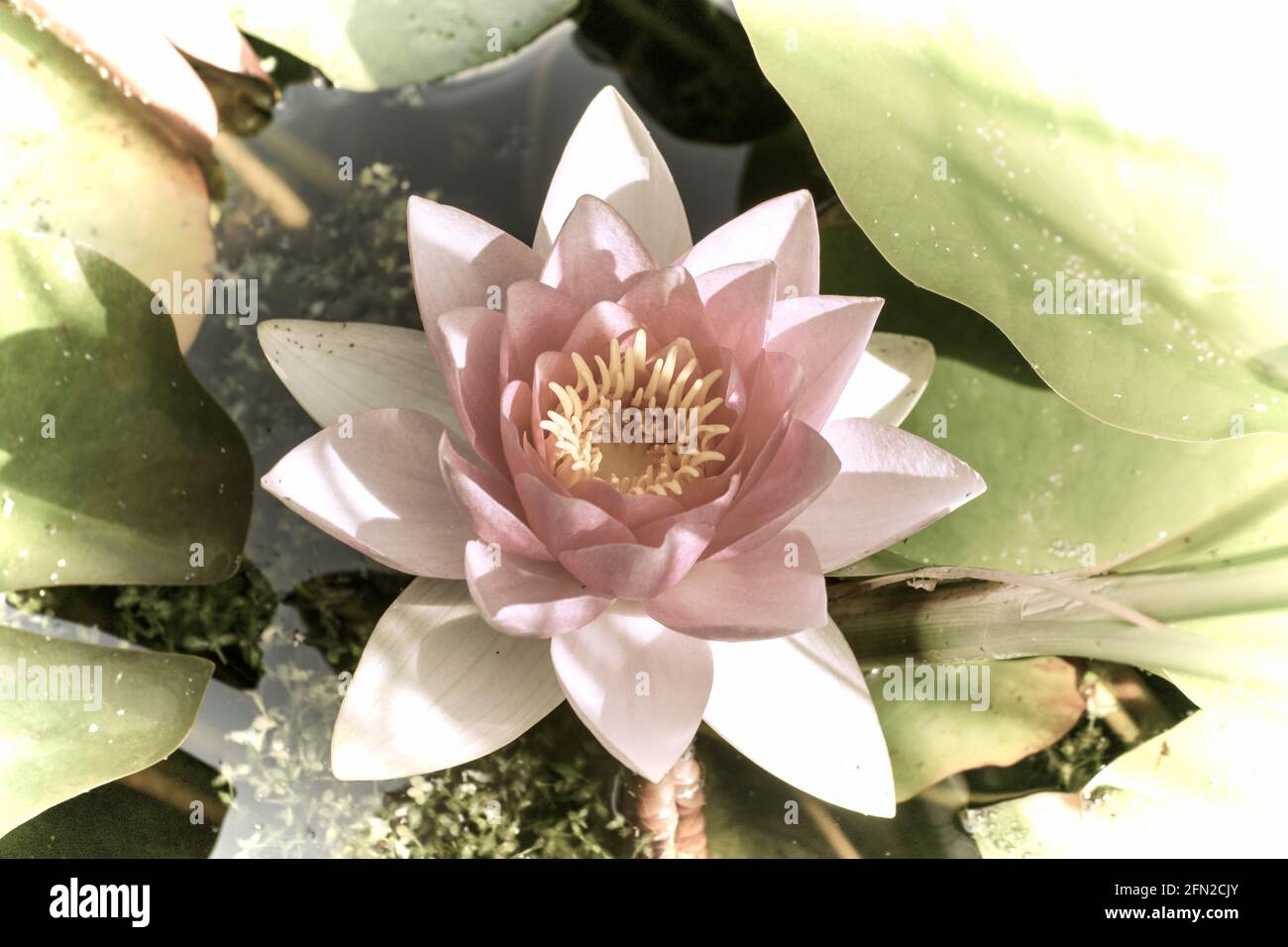 Close up of a beautiful flower in the garden at spring time in old photography style Stock Photo