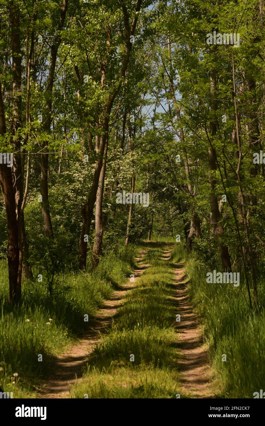 Green Forest and Path with Sun Light in Spring Stock Photo