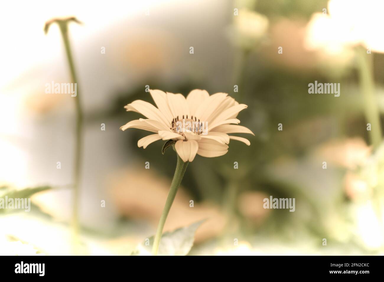 Close up of a beautiful flower in the garden at spring time in old photography style Stock Photo