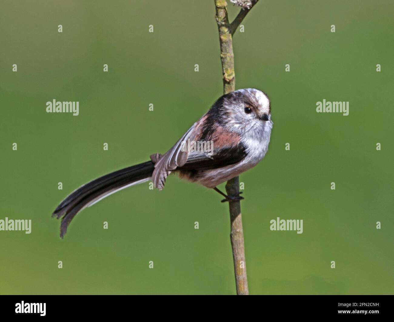 Long-tailed tit perched on branch Stock Photo