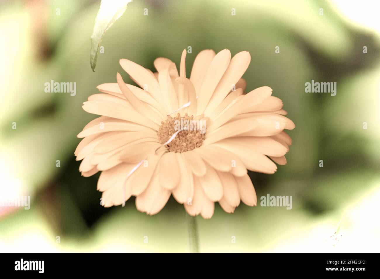 Close up of a beautiful flower in the garden at spring time in old photography style Stock Photo