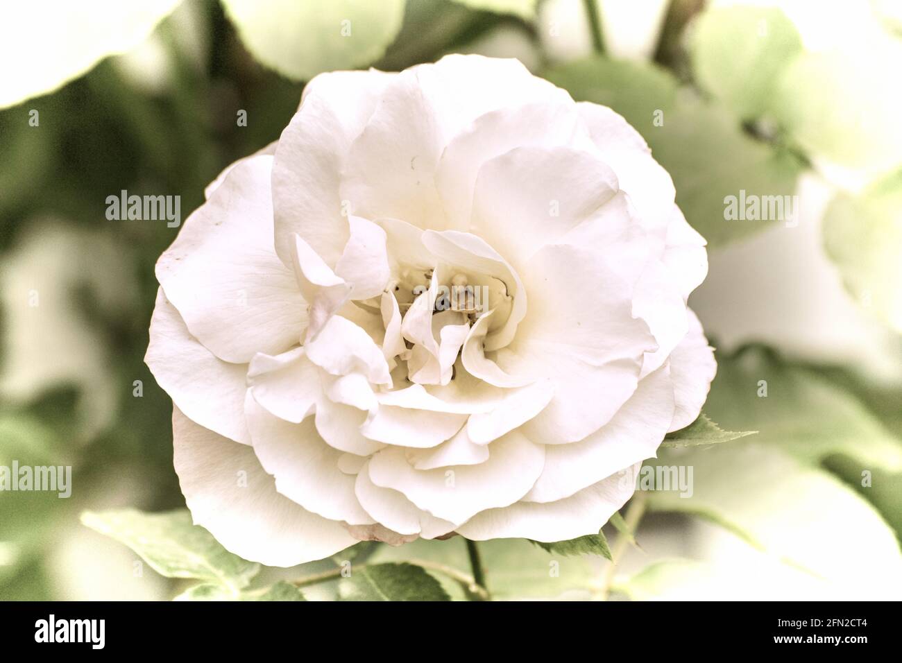 Close up of a beautiful flower in the garden at spring time in old photography style Stock Photo