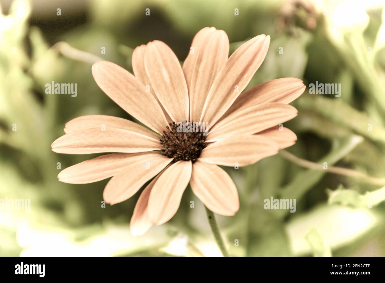 Close up of a beautiful flower in the garden at spring time in old photography style Stock Photo