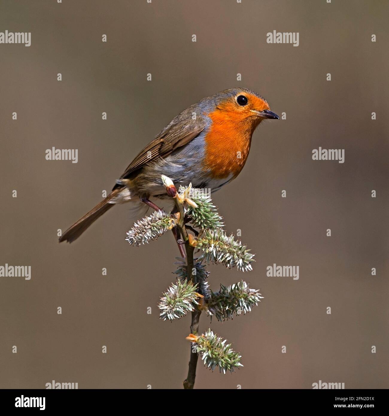 European robin perched on pussy willow Stock Photo