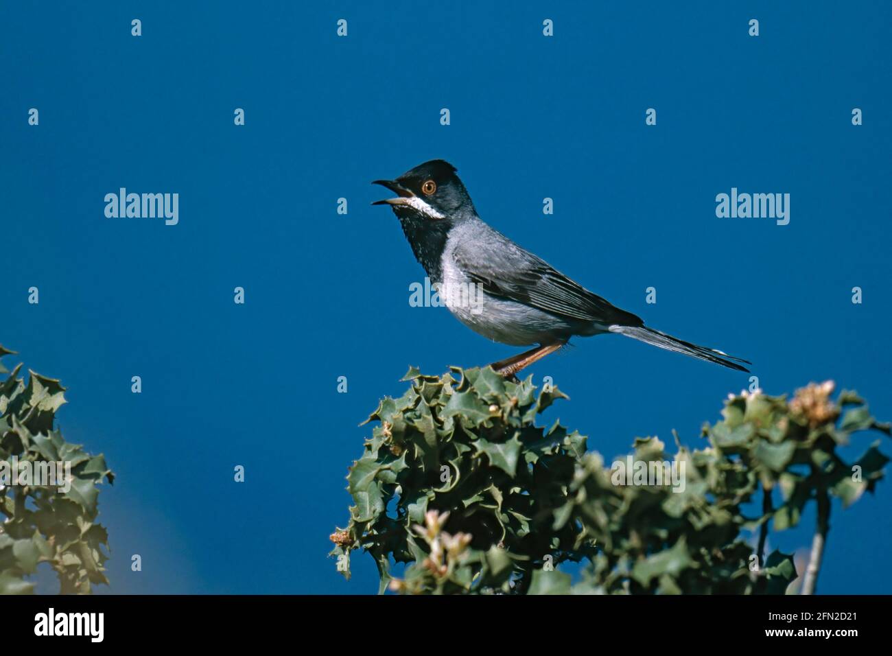 Ruppell's Warbler Sylvia ruppelli Lesbos, Greece BI003678 Stock Photo