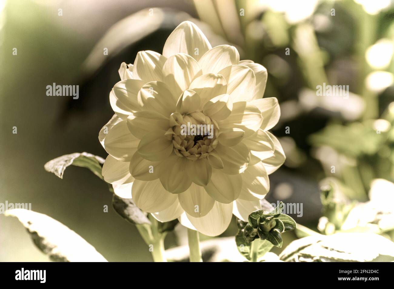 Close up of a beautiful flower in the garden at spring time in old photography style Stock Photo